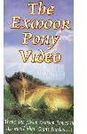 Exmoor Pony Video