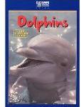 Dolphins - The Ultimate Guide